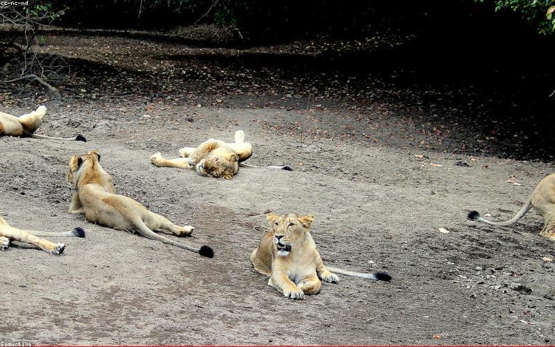 Asiatic Lion – Gir Forest Safari