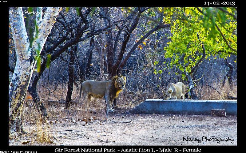 Somnath to Gir Forest – Sasan Gir Asiatic Lion Safari
